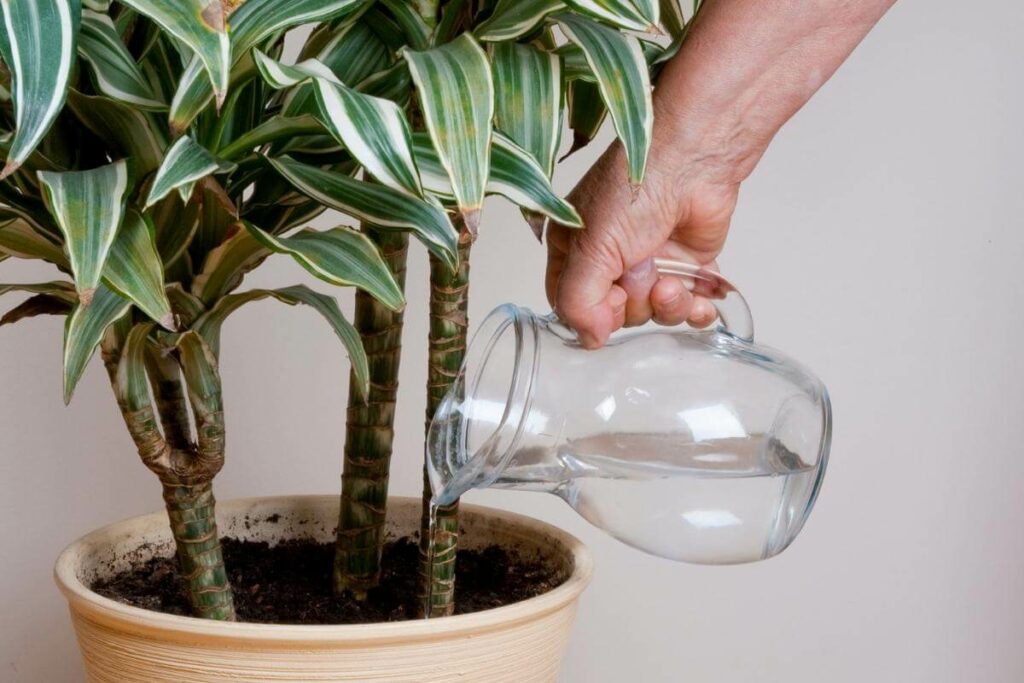 Dracaena are highly adaptable plant