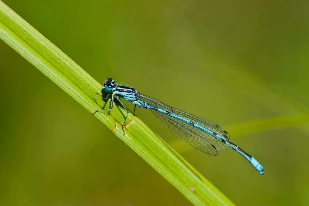 Attract blue dragonfly