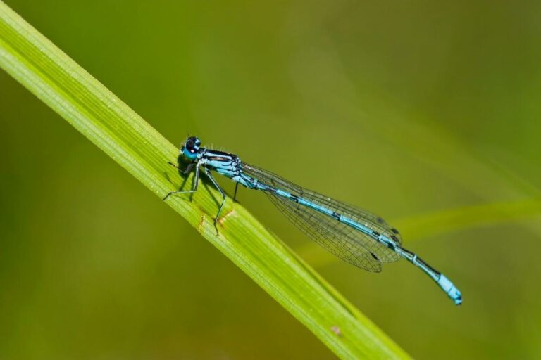 Are Dragonflies Good for the Garden? (Pros and Cons) Gardenia Organic