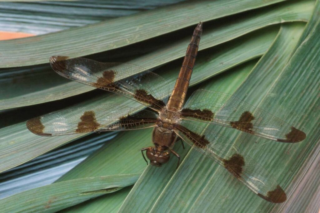 Dragonfly life cycle information