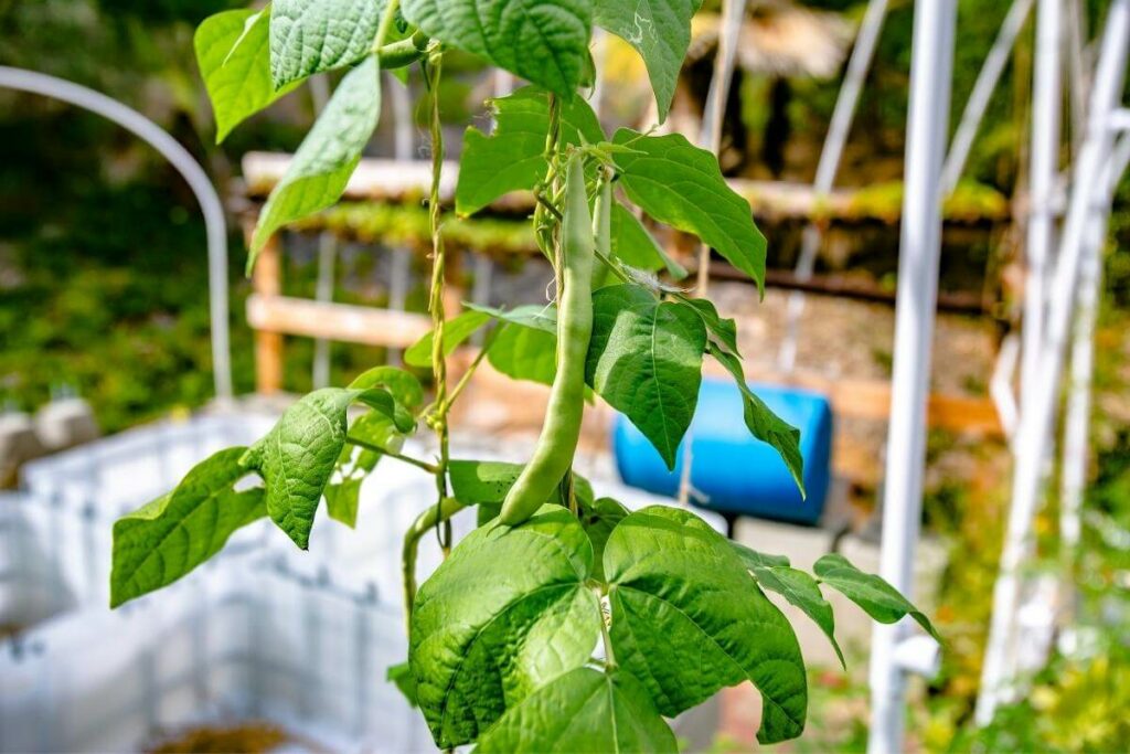 Drips system and aquaponics growing medium