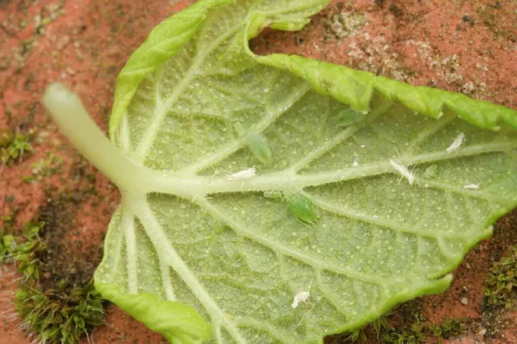 Drowning Aphids from plants