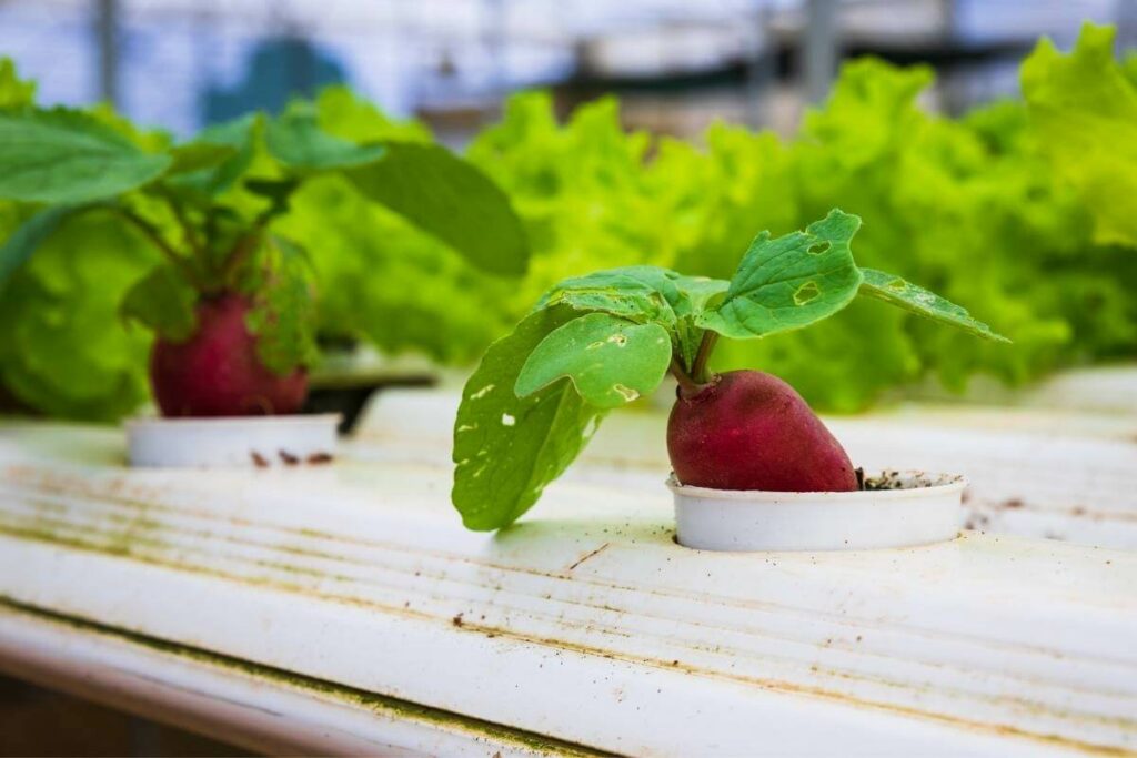 Effective hydroponic systems you can test