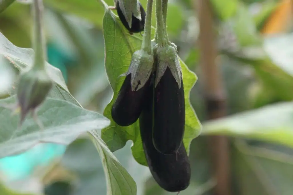 Eggplants in pallet gardens