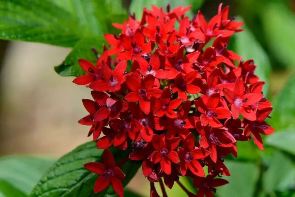 Egyptian Star flower red
