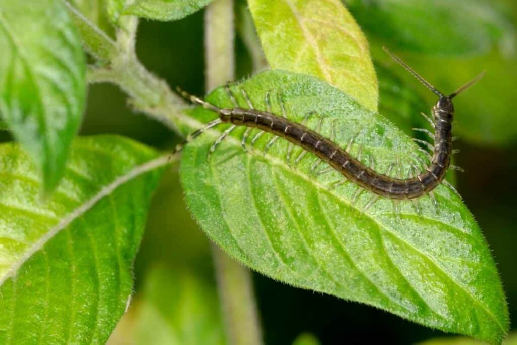 Encountering centipedes in a garden