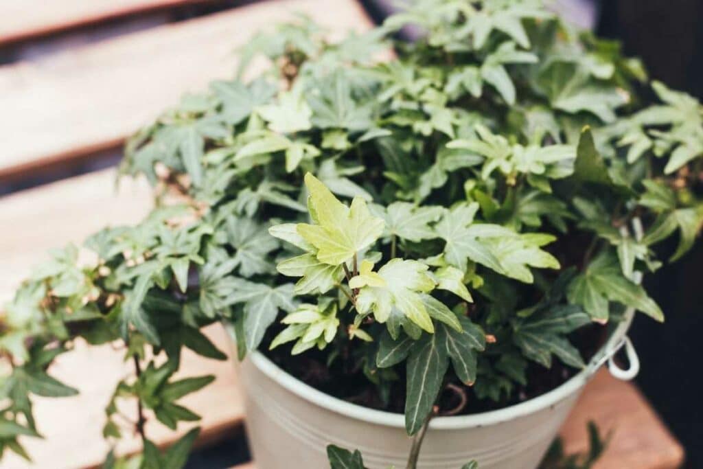 English Ivy plant in toilet