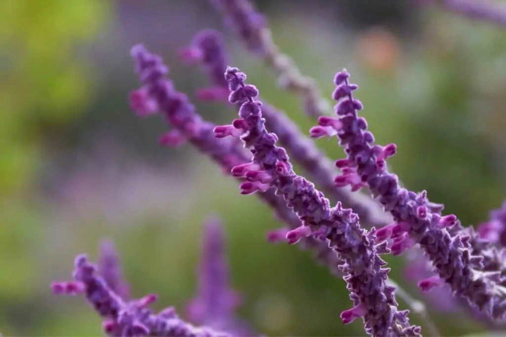 English lavender purple