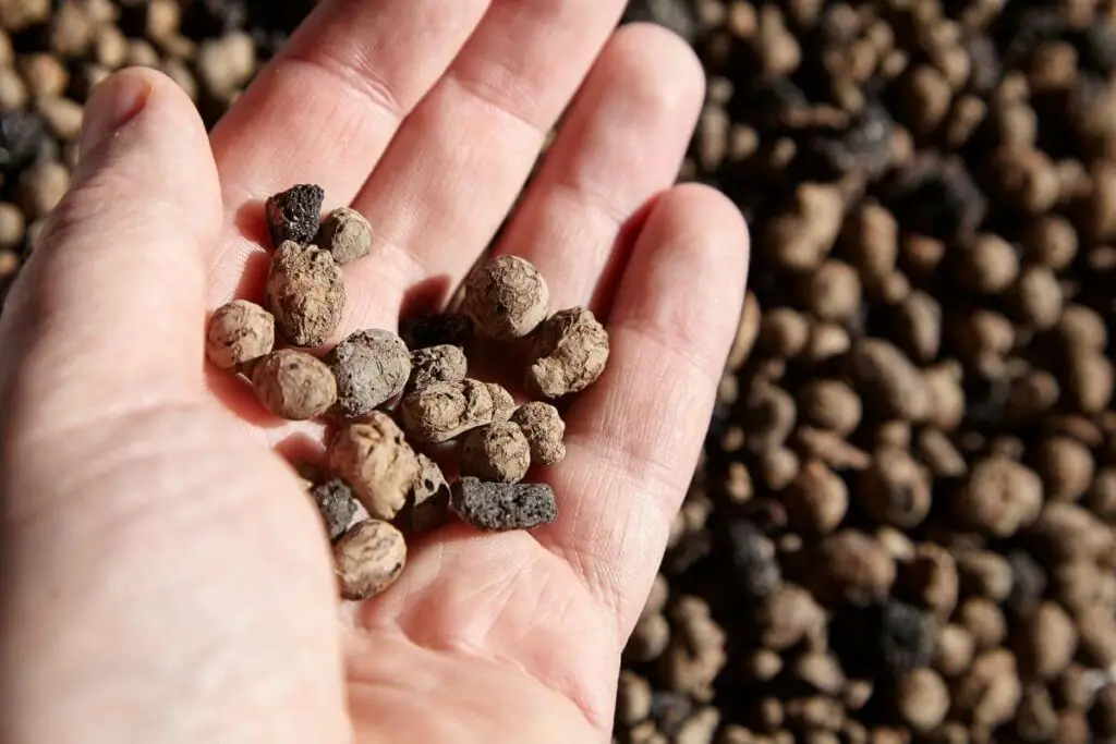 Expanded Clay Pellets as growing medium