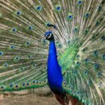 Wild Peacocks In The US