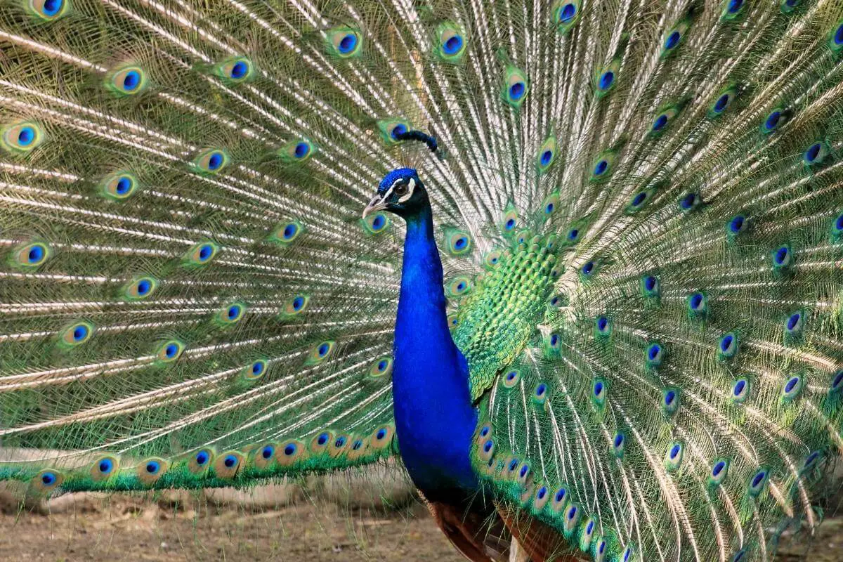 Wild Peacocks In The US