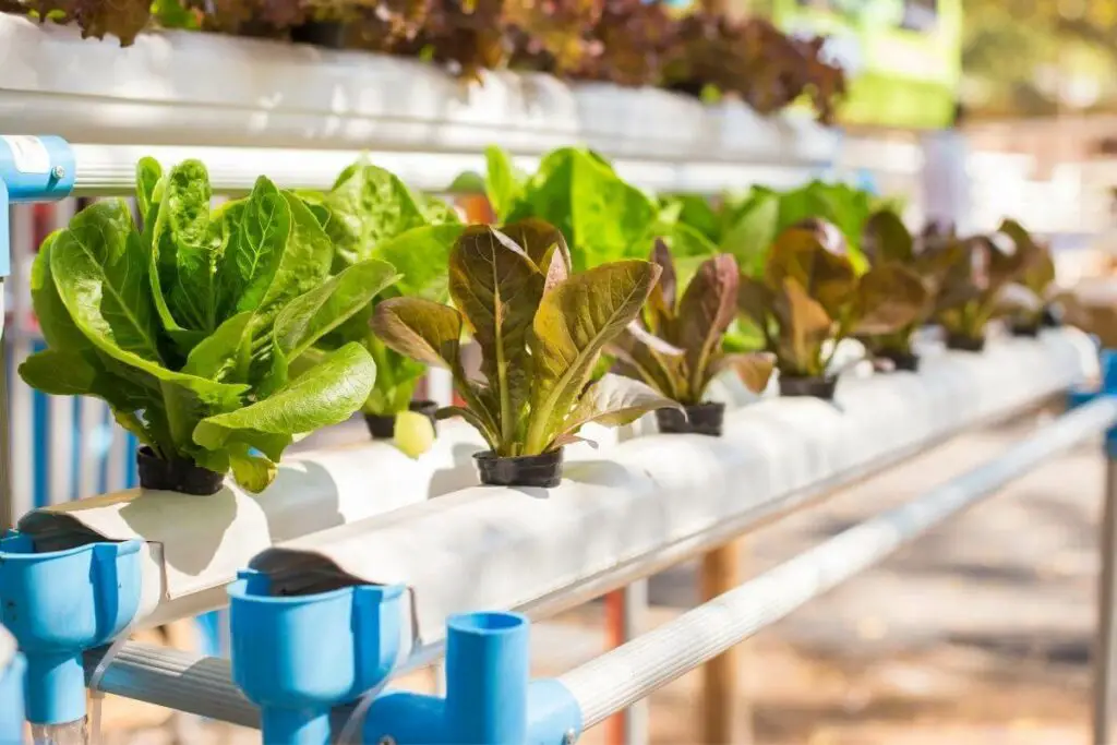 Additional Factors Affecting Set Up hydroponics Cost