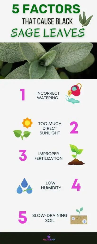 Infographic on why sage leaves turning black
