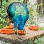 What to Feed Wild Peacocks in Your Backyard