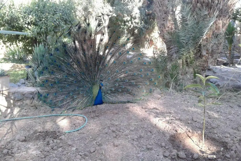 Peacocks enjoy summertime