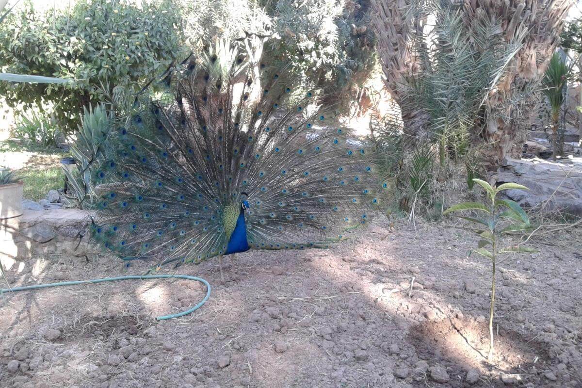 What to Feed Wild Peacocks in Your Backyard Feeding Guide Gardenia