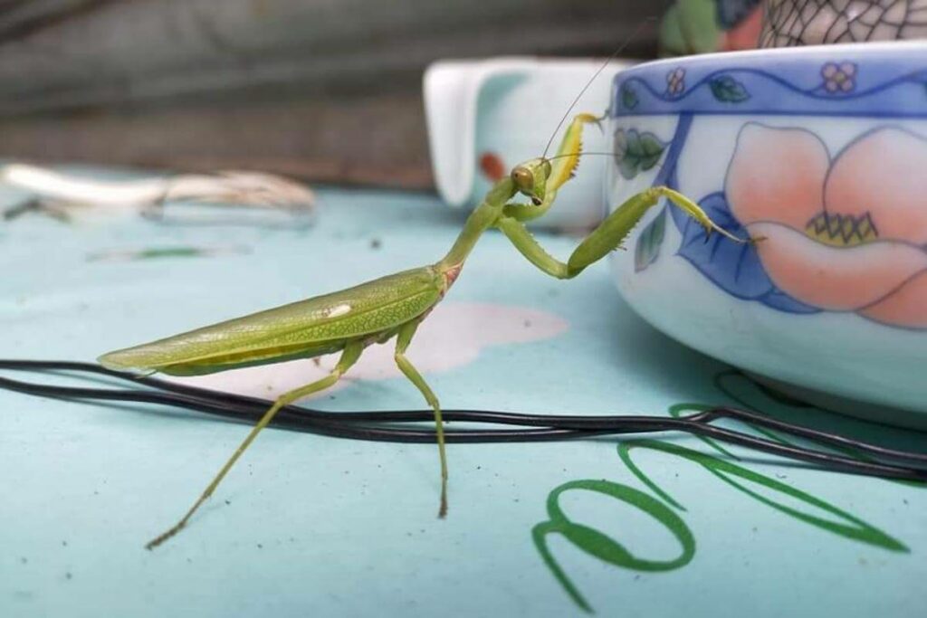 Female praying mantis