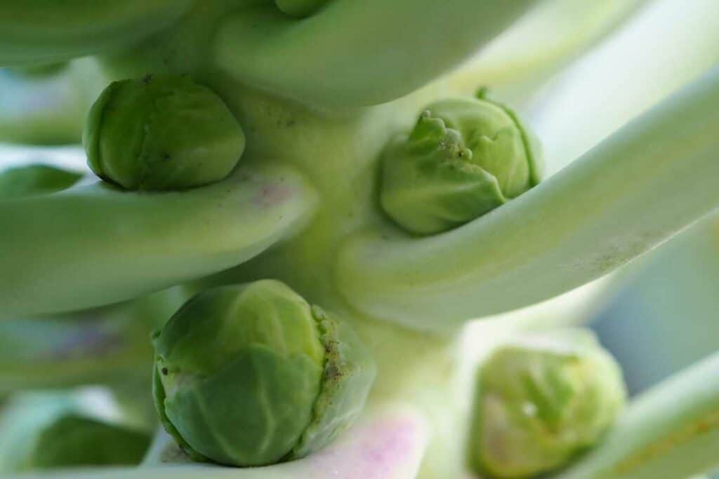 Brussel sprouts plants