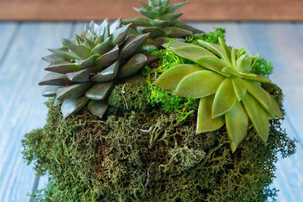 Potting arrangements succulents and moss