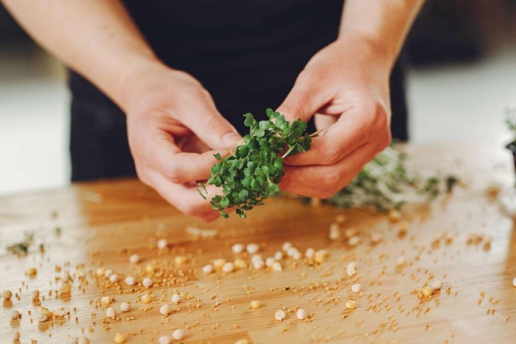 Form and Size microgreens arugula