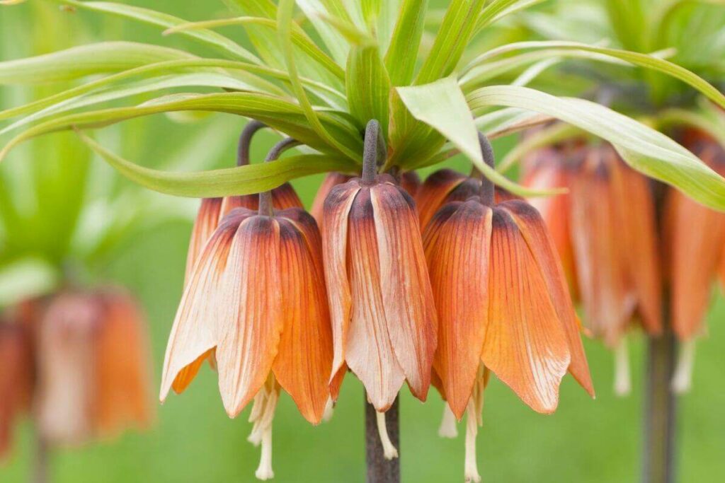 Fritillaria plant