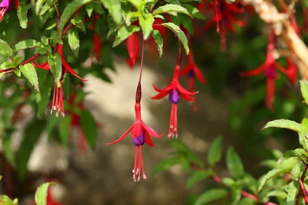 Fuchsia magellanica plant