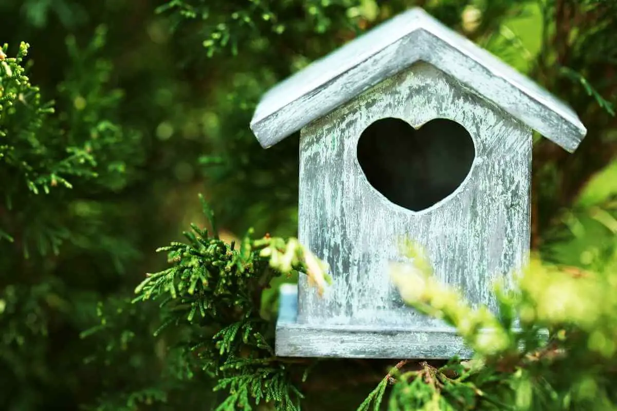 Complete Guide to Garden Bird Nest Box Size and Dimensions