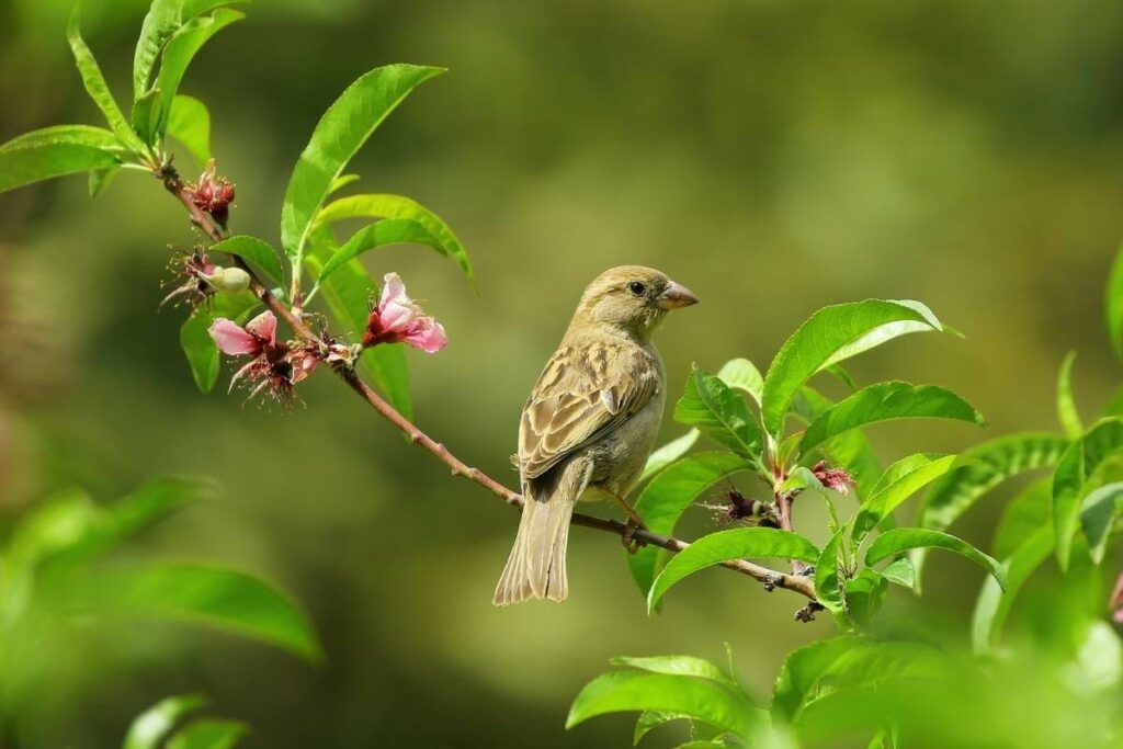 When to Expect Your Garden Birds to be Active