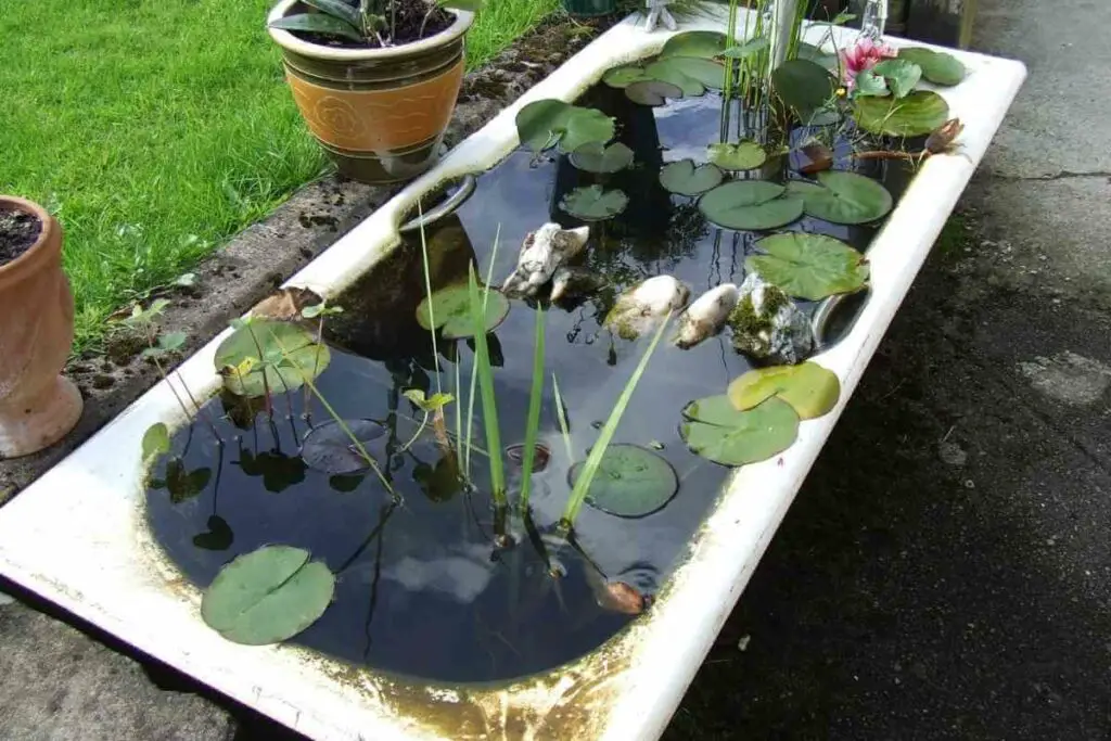 Low-maintenance water garden