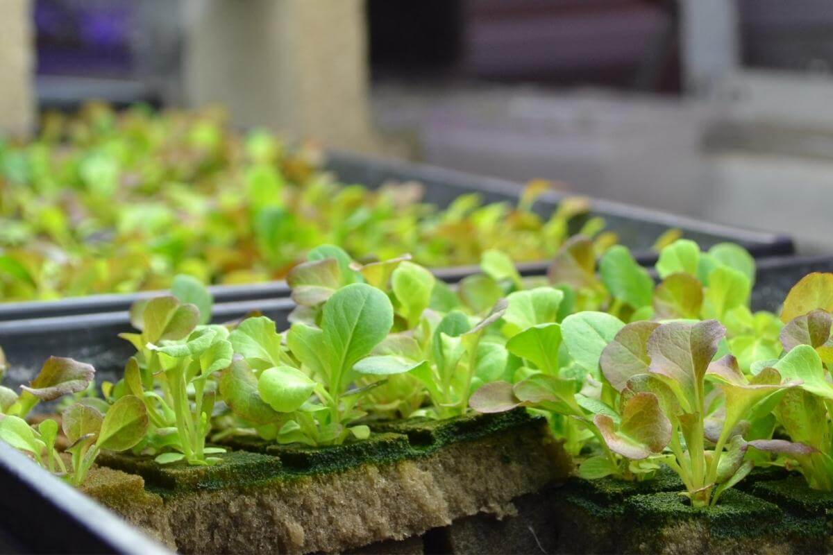 Do You Need Special Seeds for Hydroponics? Gardenia Organic