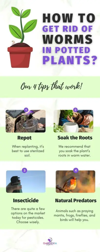 Infographics get rid of worms in potted plants