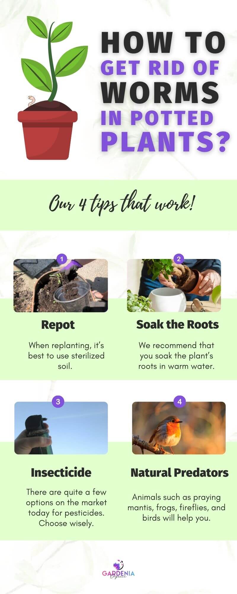 how-to-get-rid-of-worms-in-potted-plants-gardenia-organic