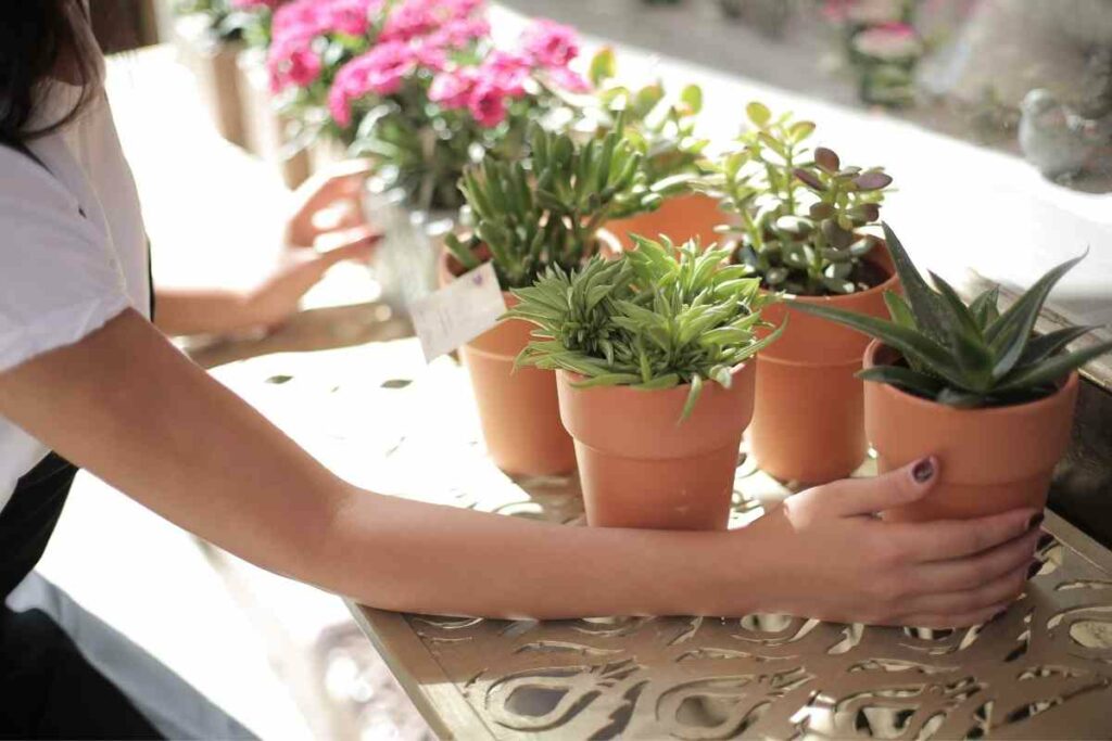 How To Get Rid Of Worms In Potted Plants