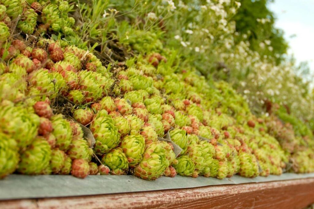 Start building green roof