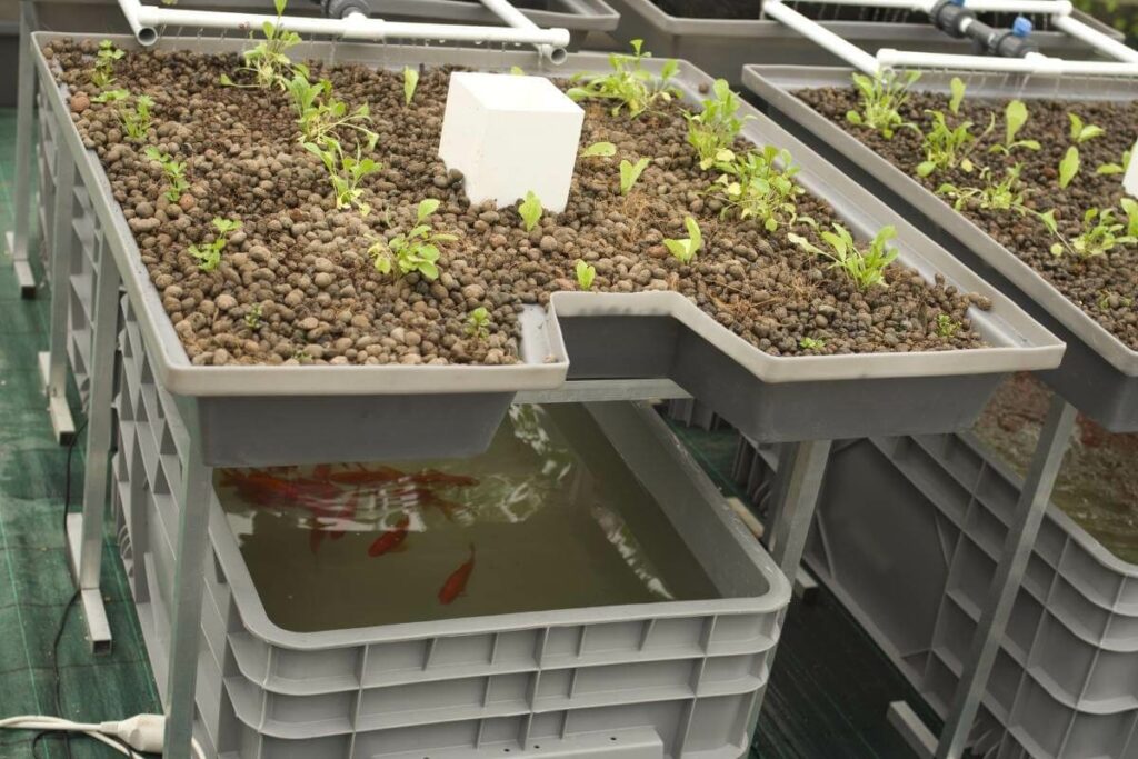 Focus on your aquaponics system goals