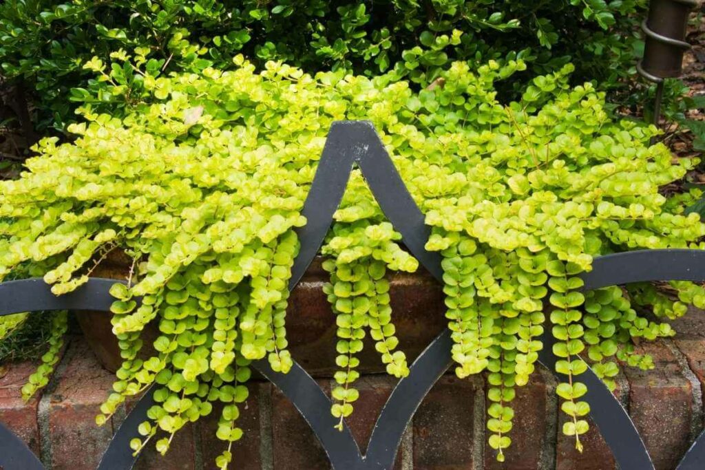 Golden Creeping Jenny plant need full sunlight