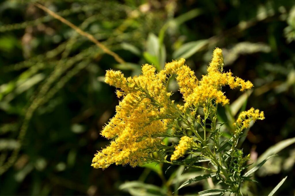 Goldenrod like mushroom compost