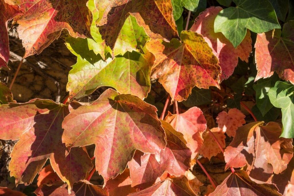 Grape Ivy leaves