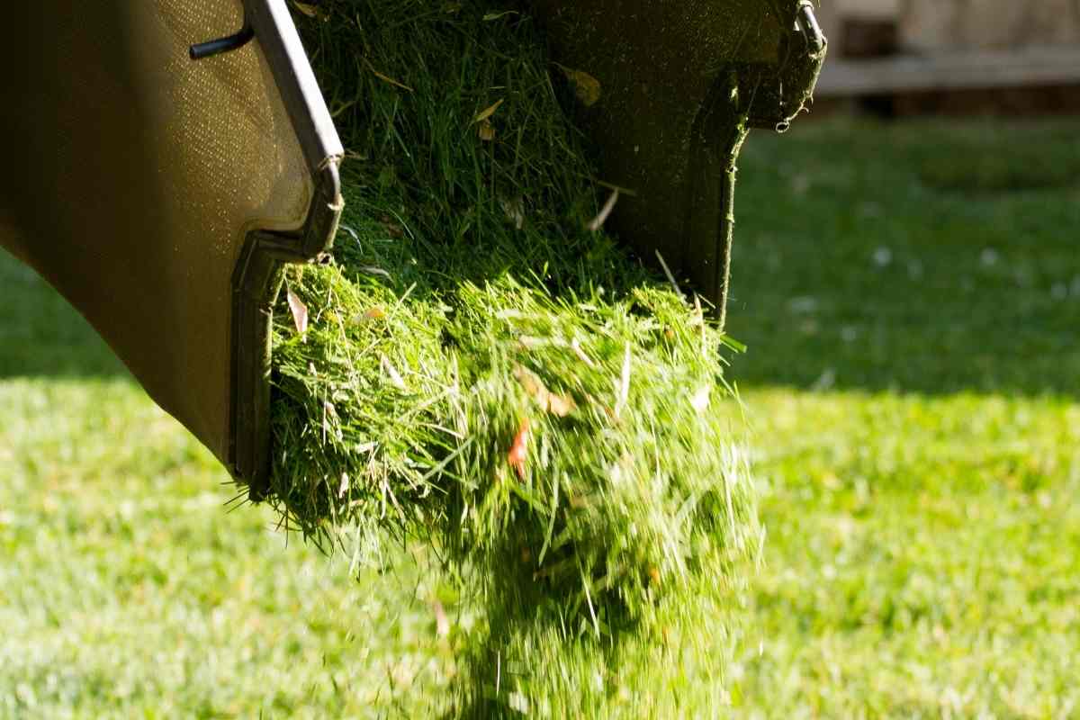 Can I Throw Grass Clippings in the Garbage? Gardenia Organic
