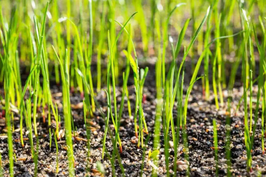Will Grass Seeds Grow Without Getting Covered?