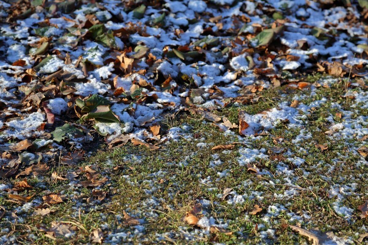 Do Grass Seeds Die in the Cold? Gardenia Organic