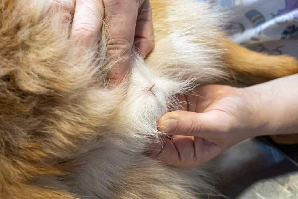 Doctor is removing grass seeds from dog's skin