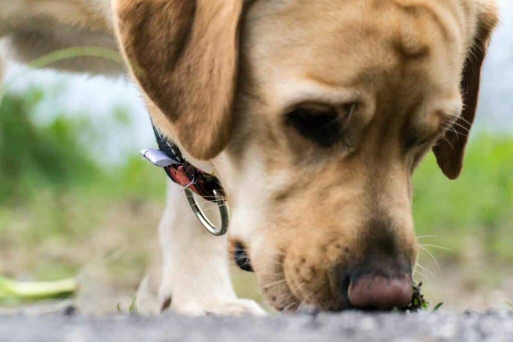 Dog and grass seeds