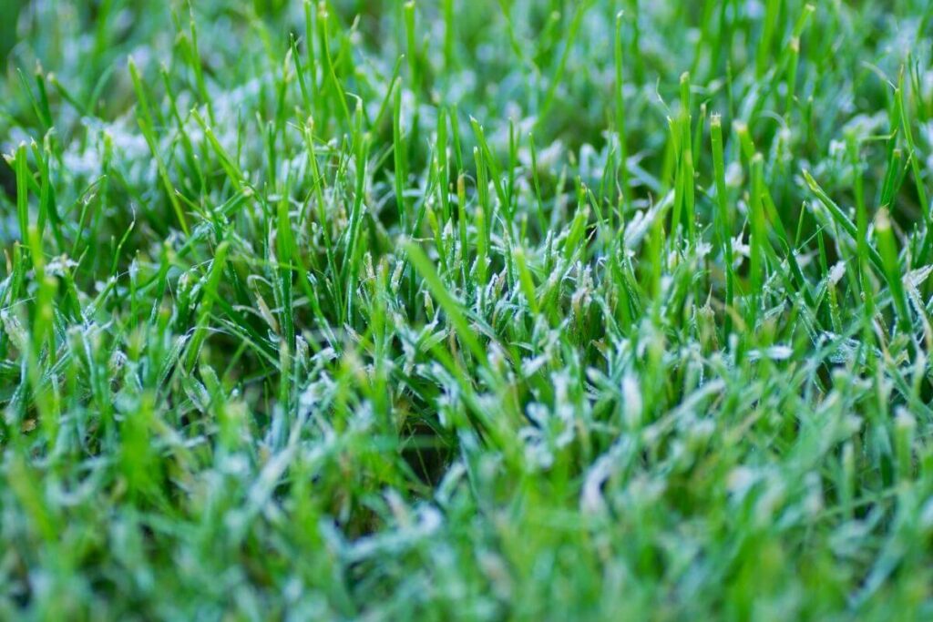 Grass types winter mowing guide and tips