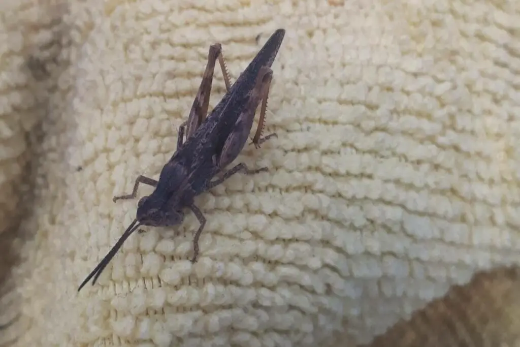 Grasshoppers are capable of bite
