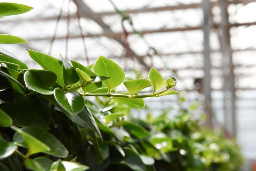 Peperomia “Pepperspot.”