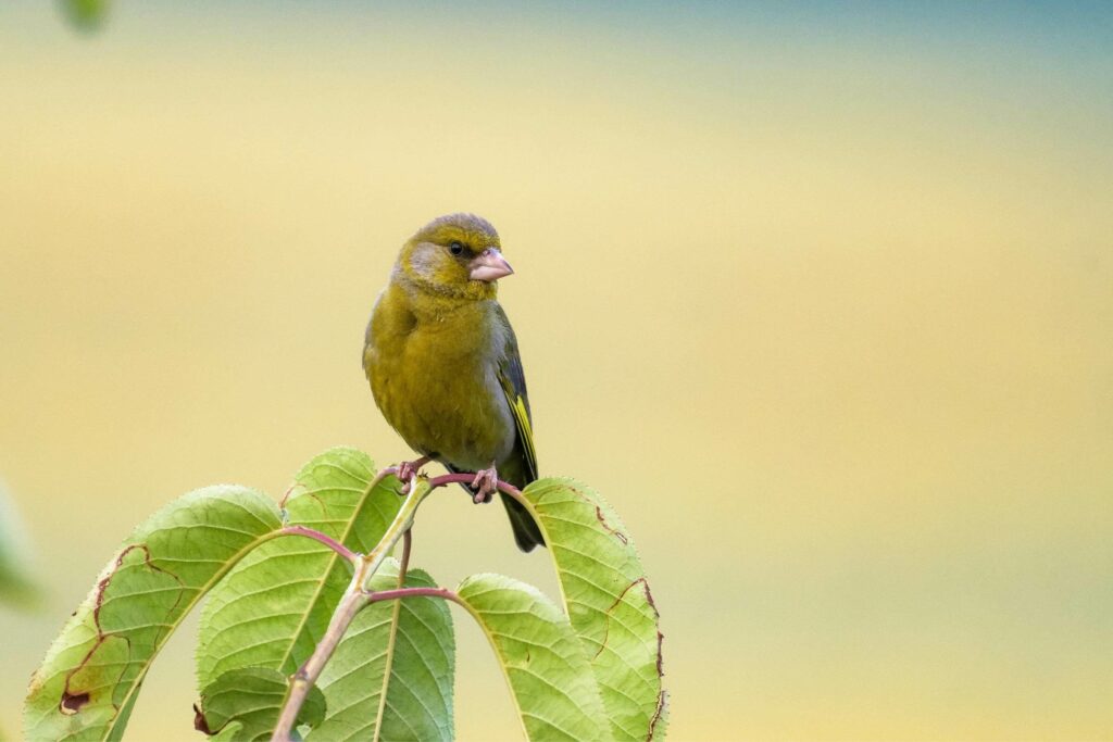 Cute small bird