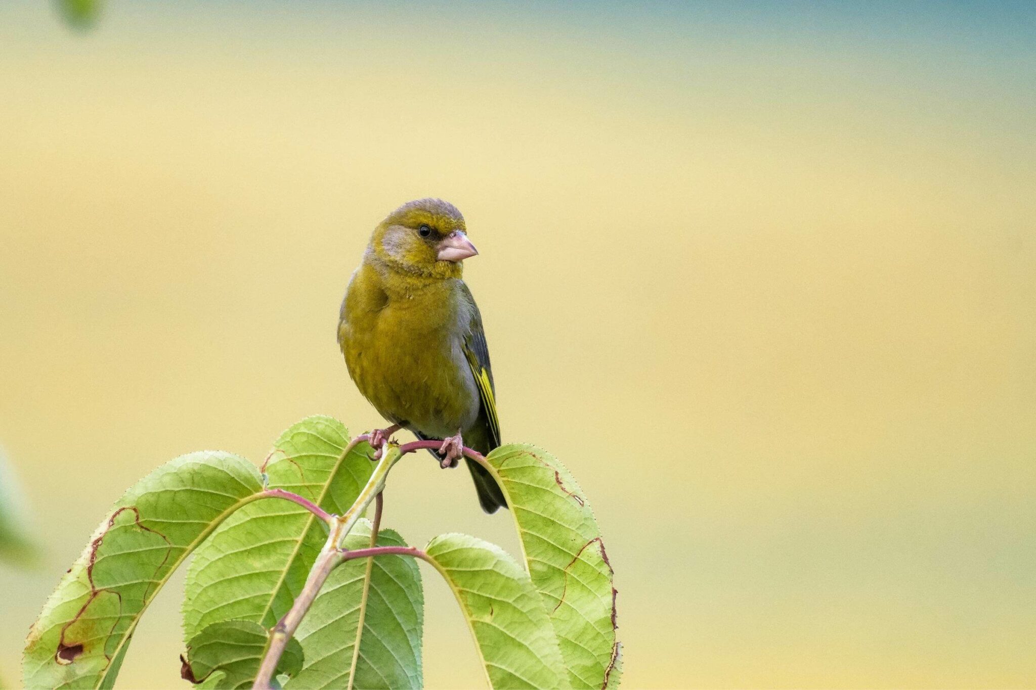 How to Attract Green Finches to Your Garden Gardenia Organic