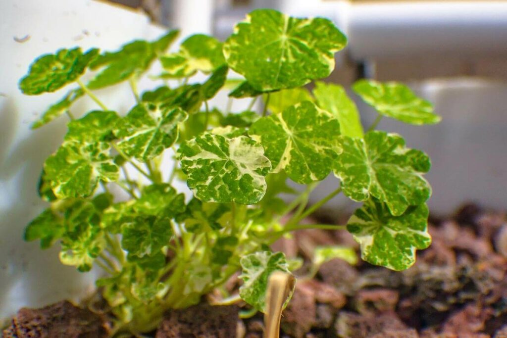 Touching the grow bed material