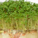 How to grow cress in a jar guide